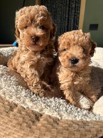 Barboncino toy maschio