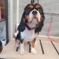 Cavalier king