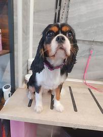 Cavalier king