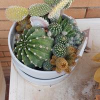 composizione cactus