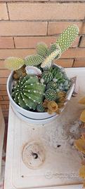 composizione cactus