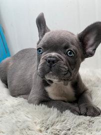 Bulldog francese