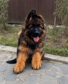 Cuccioli Pastore Tedesco Grigio Linea Show