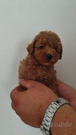 Barboncino mini toy