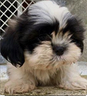 shihtzu