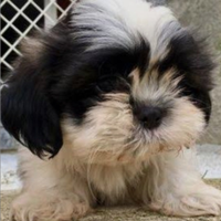 Shihtzu Imperiale