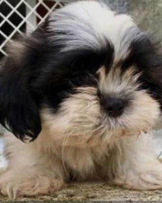 Shihtzu