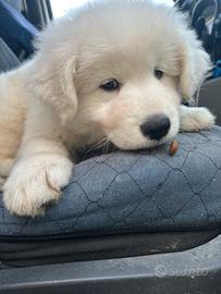 Piccolo PASTORE da GIGANTE gentile