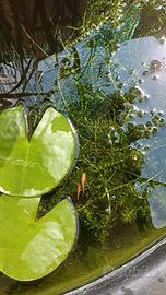 Elodea