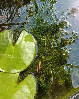 Elodea