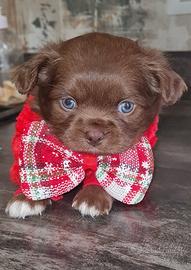 Chihuahua pelo lungo