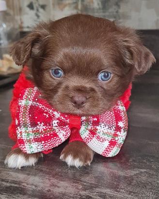 Chihuahua pelo lungo