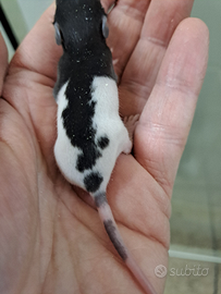 Ratto baby