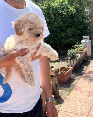 Cuccioli di Barboncino Toy Champagne