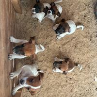 Cuccioli di cane jack russell