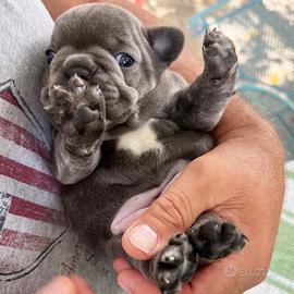 Cuccioli di bulldog francesi blu