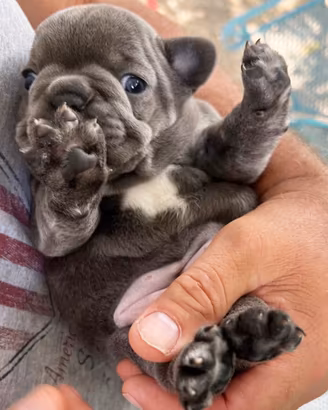 Cuccioli di bulldo