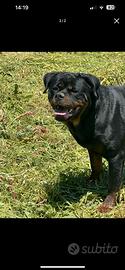Rottweiler