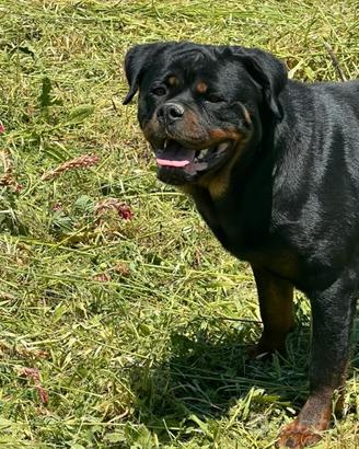 Rottweiler