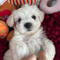 Maltesi mini maltese