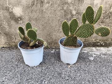 pianta grasa cactus opuntia microdaysis
