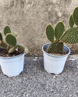 pianta grasa cactus opuntia microdaysis