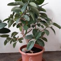 PIANTE di FICUS Elastica GIGANTI