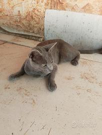 Gatto certosino