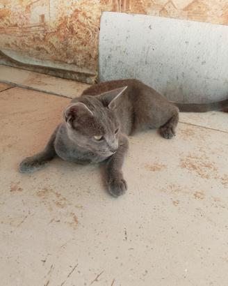 Gatto certosino