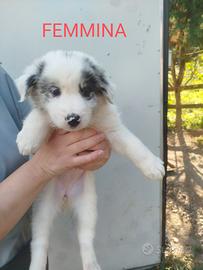 Cuccioli incrocio pastore australiano - lagorai