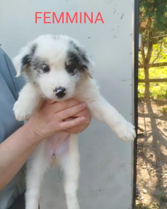 Cuccioli incrocio pastore australiano - lagorai