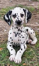 Dalmata