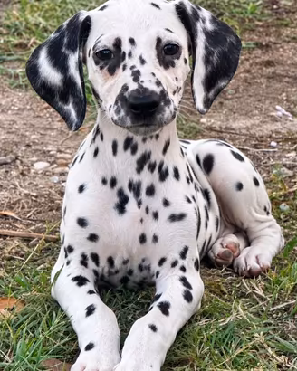 Dalmata