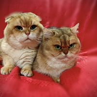 Copia gatti adulti interi Scottish fold e straight