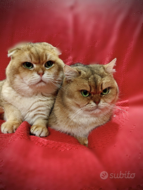 Copia gatti adulti interi Scottish fold e straight