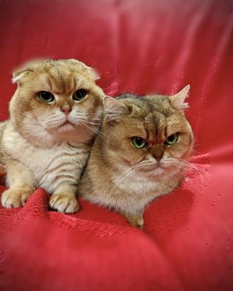 Copia gatti adulti interi Scottish fold e straight