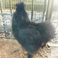 Galli Moroseta adulti (8mesi)