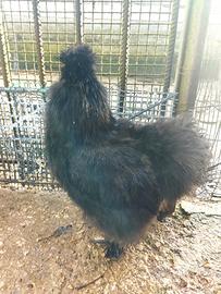 Galli Moroseta adulti (8mesi)