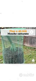 acchiappa mosche 
