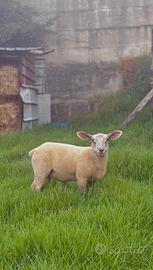 Texel