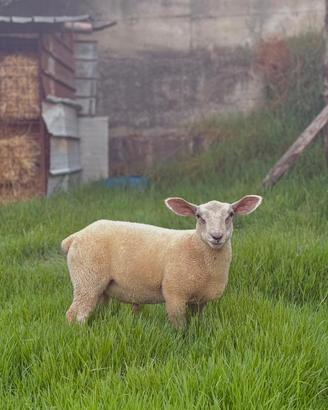 Texel