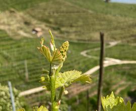 Vigneto in gestione