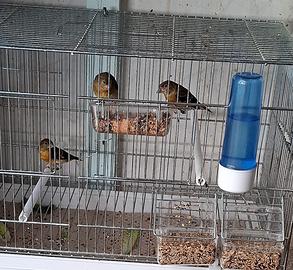 Cardinalini