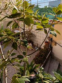 pianta di alloro tolgo x spazio non spedisco 