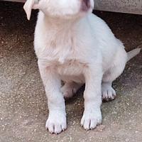 Cuccioli di maremmano