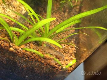 Cambarellus diminutus e Planorbarius corneus Pink