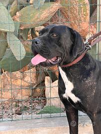 Cane corso