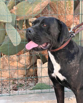 Cane corso