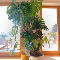 monstera pianta da appartamento