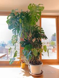 monstera pianta da appartamento